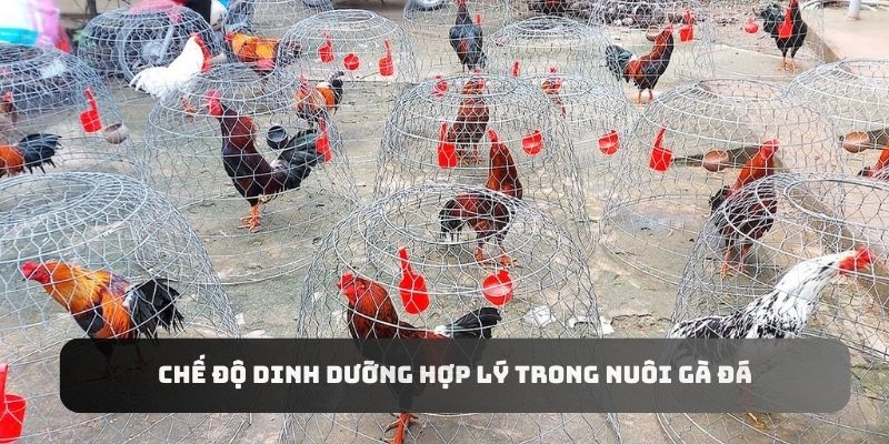 Kinh Nghiệm Nuôi Gà Đá 123B